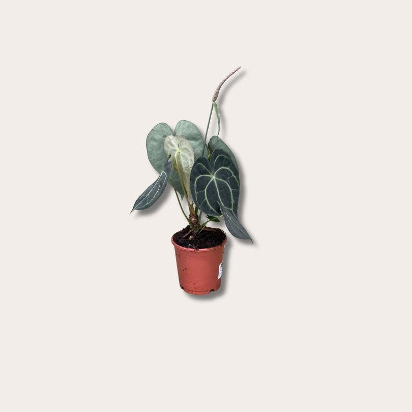 Anthurium - Clarinervum