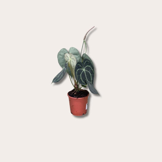 Anthurium - Clarinervum