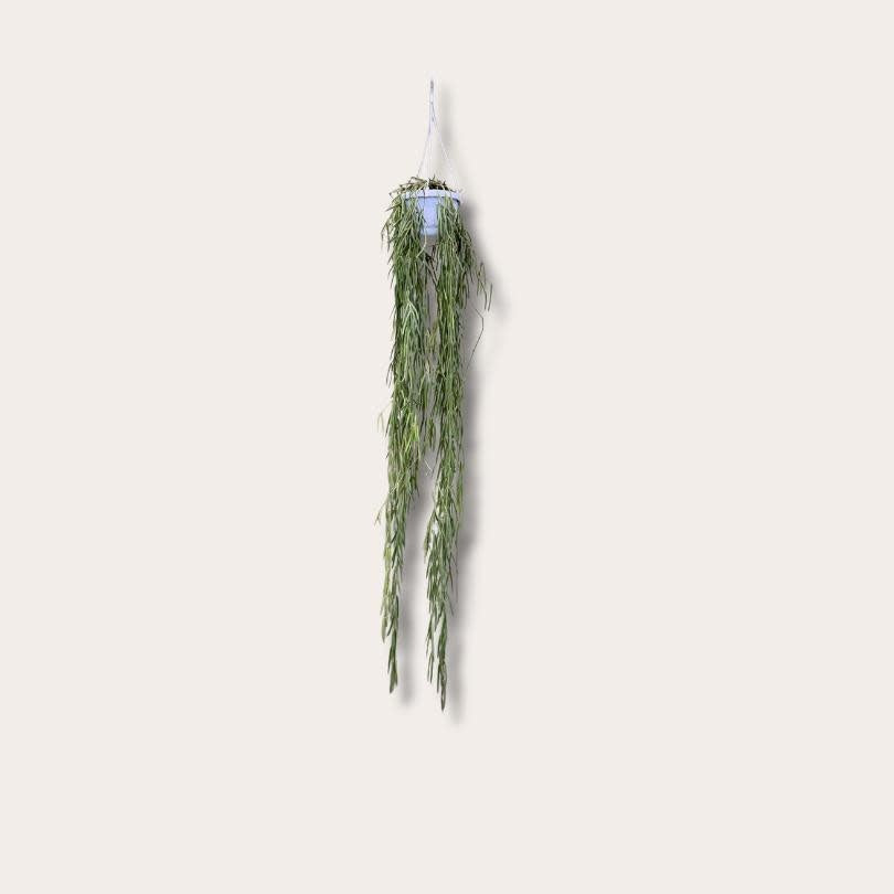 Hoya Linearis - S