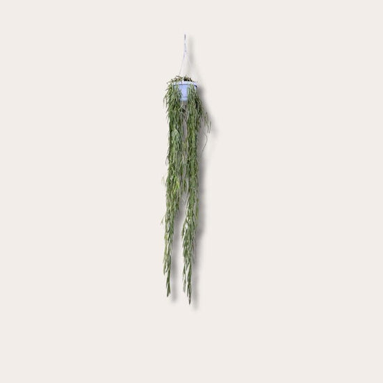 Hoya Linearis - S