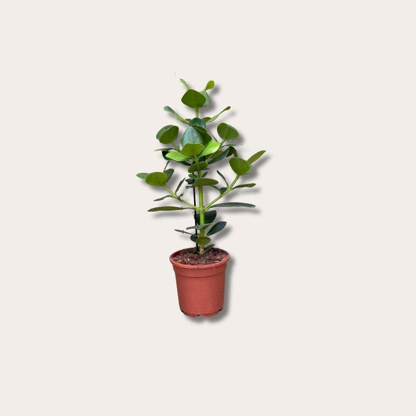 Clusia Rosea - M