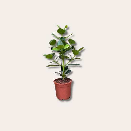 Clusia Rosea - M