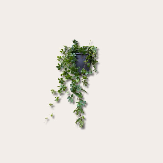 Parthenocissus - M