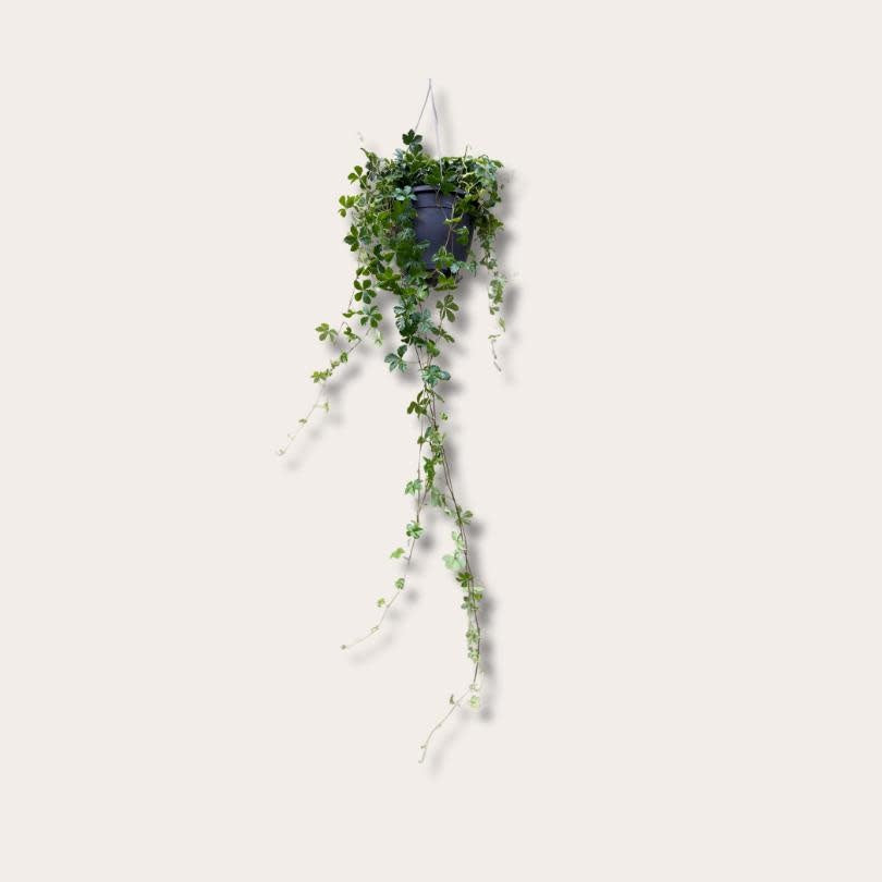 Parthenocissus - M