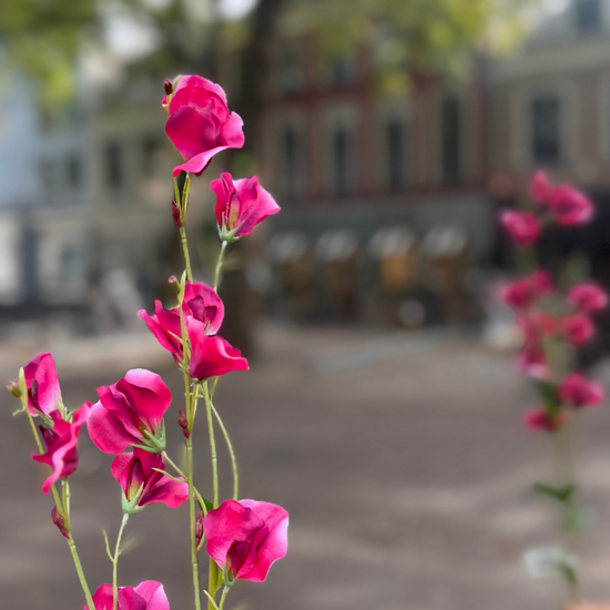 Zijden bloem - Pronkerwt - roze