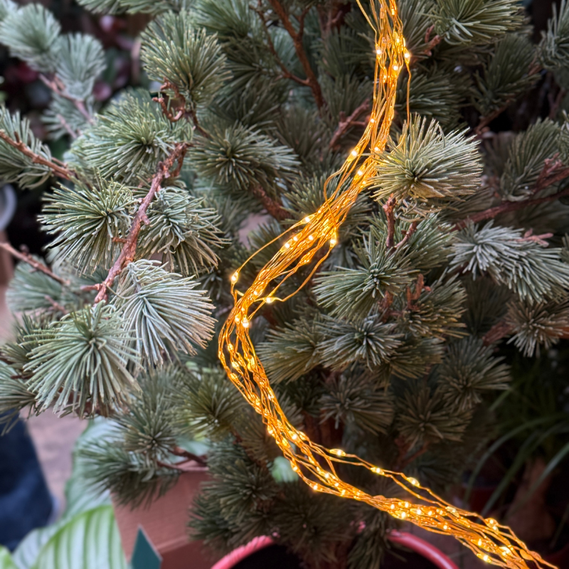 Kerstboomverlichting - Claus - Warm wit