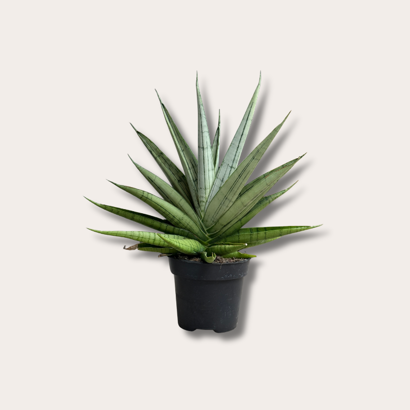 Sansevieria - 'Comet Laurel Grey'