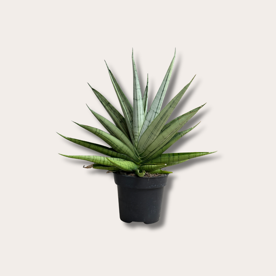 Sansevieria - 'Comet Laurel Grey'
