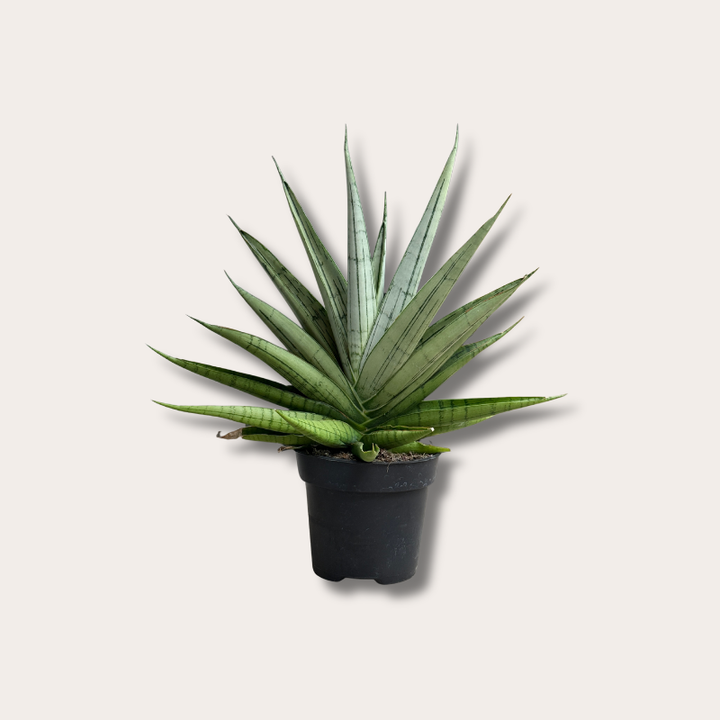 Sansevieria - 'Comet Laurel Grey'