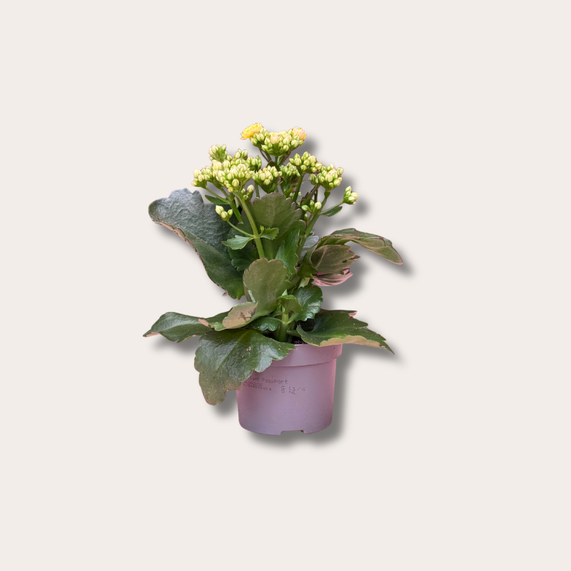 Kalanchoë - Mozaic