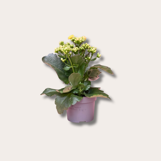 Kalanchoë - Mozaic