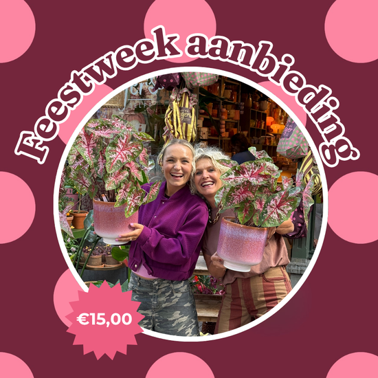 Jubileum aanbieding - Caladium Carolyn Whorton