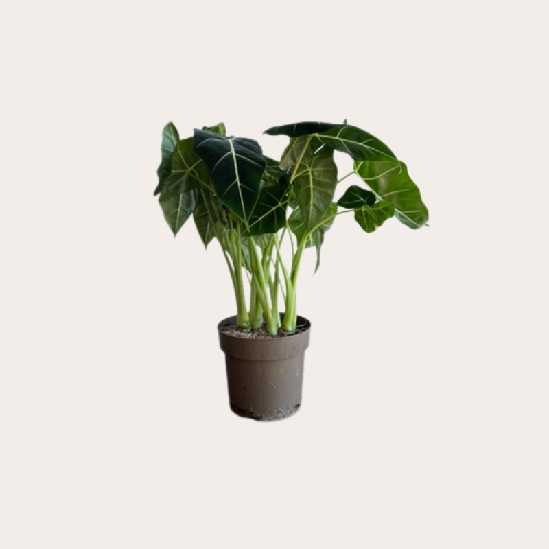 Alocasia - Frydek