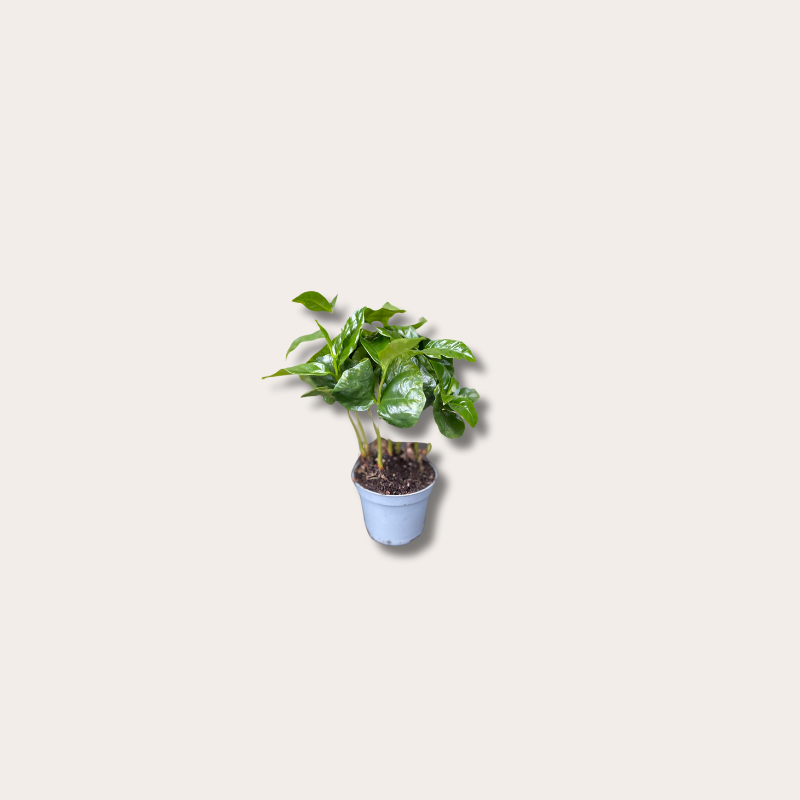 Coffee (koffieplant) arabica - mini