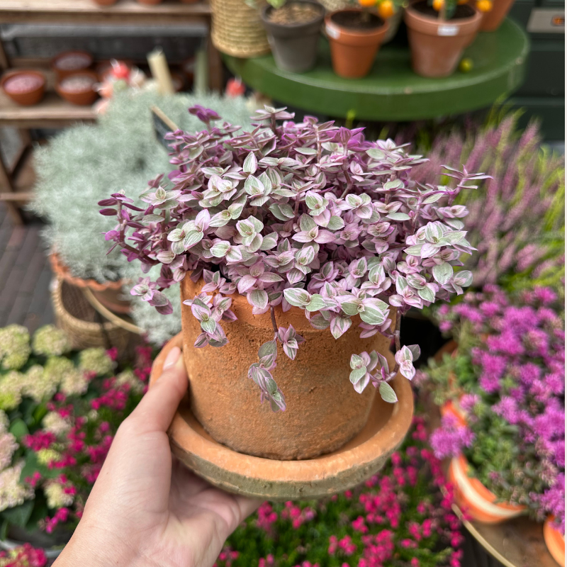 Pot - Ibiza - terracotta - S