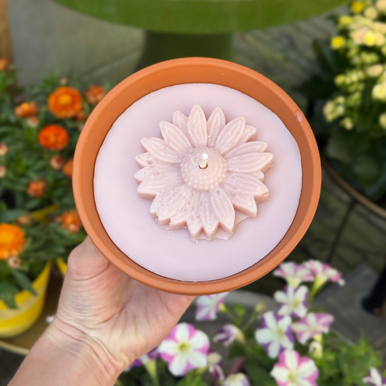 Buiten kaars -  terracotta pot - Magnolia