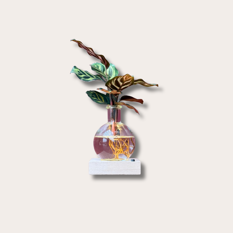 Calathea - makoyana - vaasje