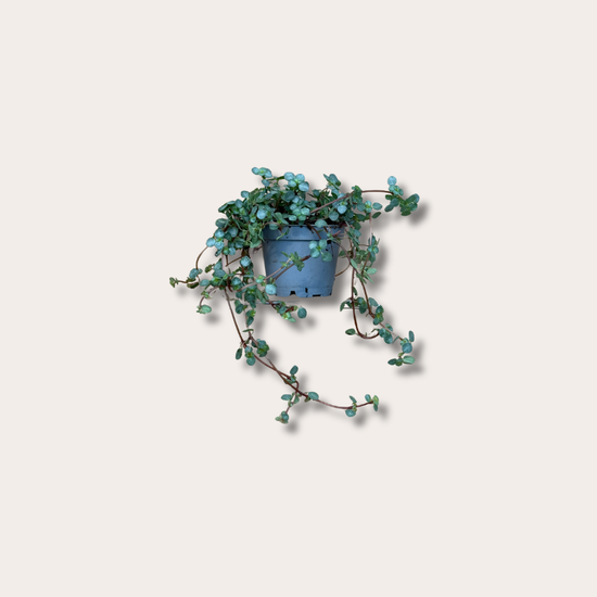 Pilea - glauca - greyzy mini