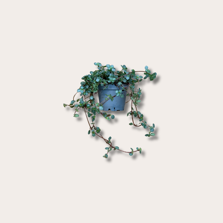 Pilea - glauca - greyzy mini
