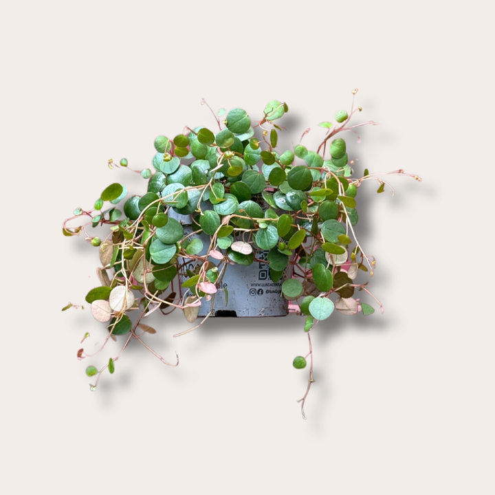 Peperomia 'Pepperspot'