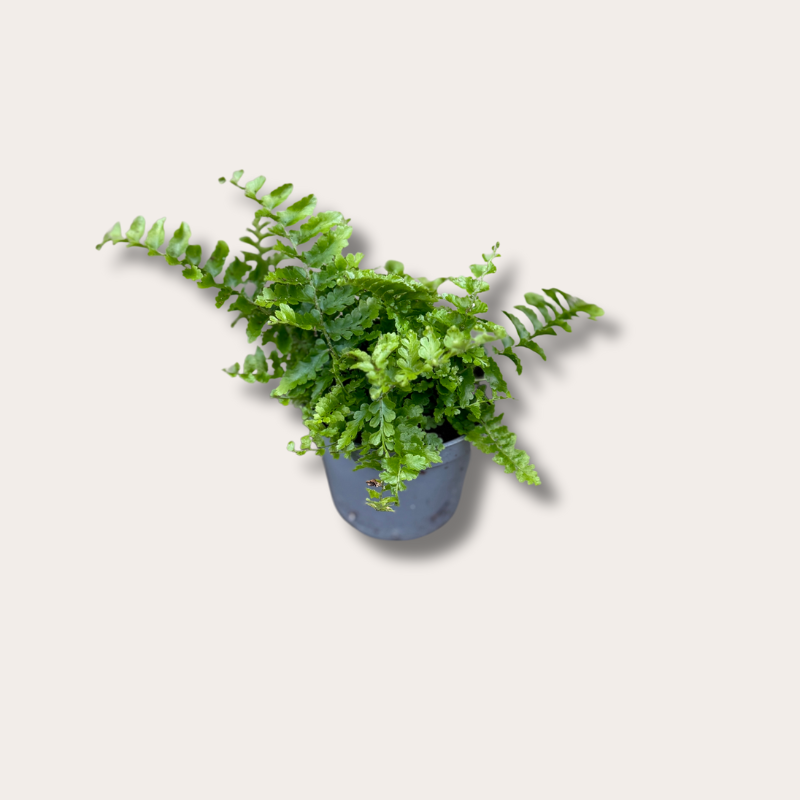 Nephrolepis exal fluffy