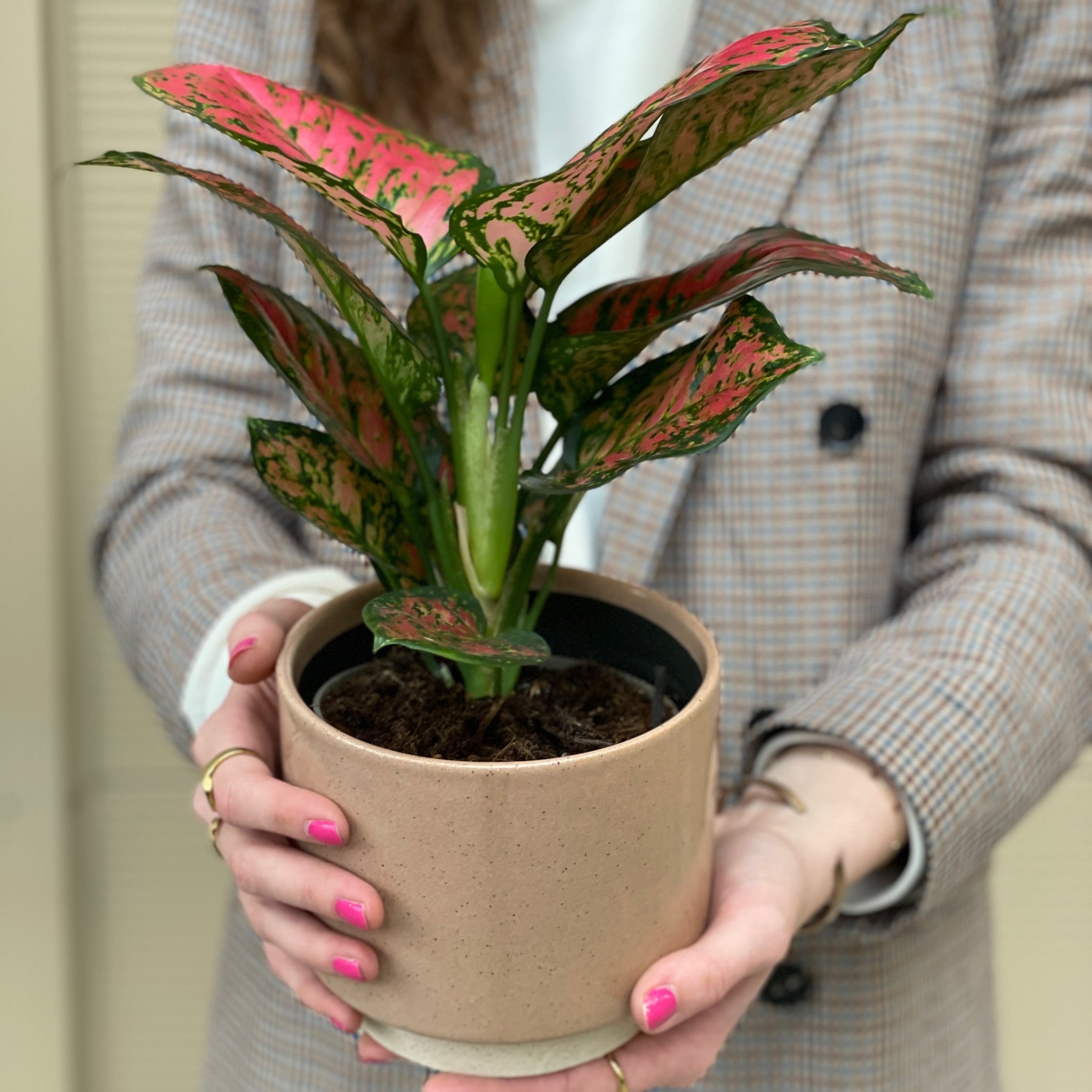 Aglaonema