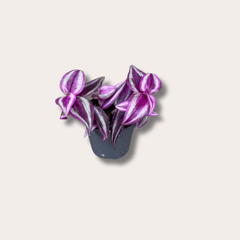 Tradescantia "pink paradise"