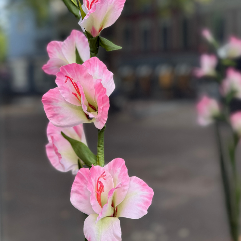 Zijden bloem - Gladiolus - roze