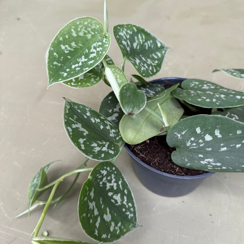Scindapsus pictus - S
