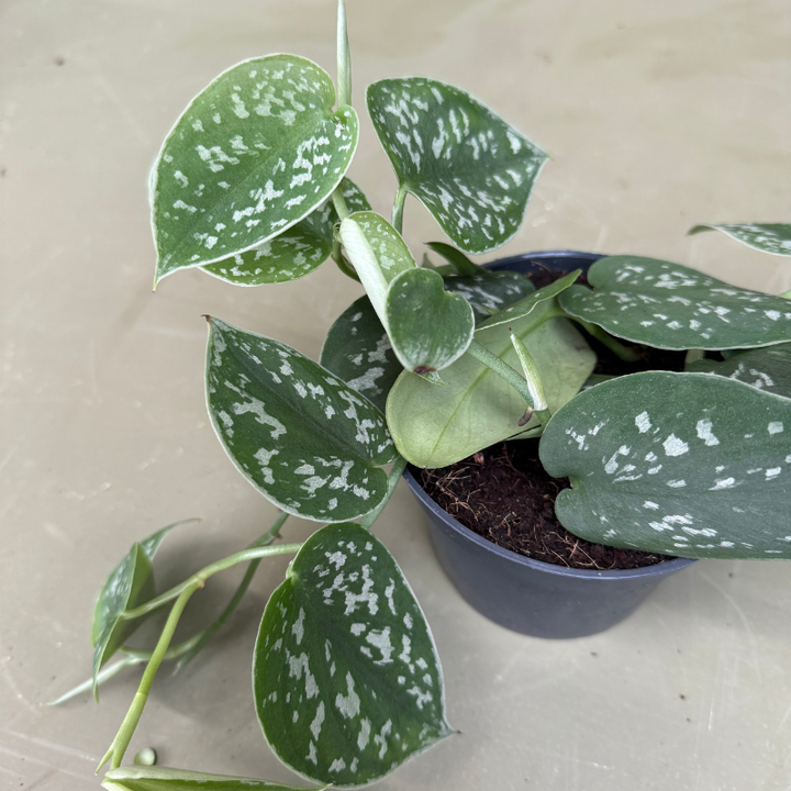 Scindapsus pictus - S