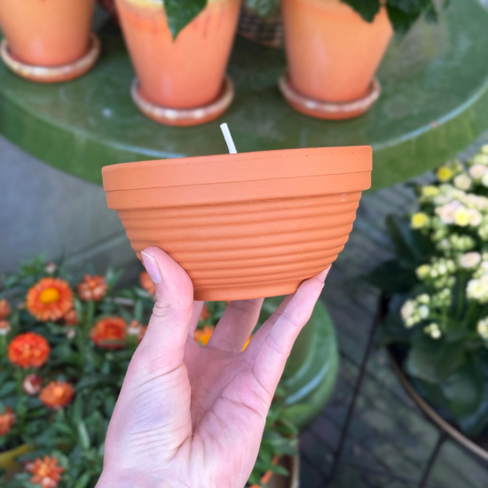 Buiten kaars -  terracotta pot - Magnolia