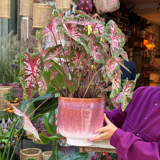 Jubileum aanbieding - Caladium Carolyn Whorton