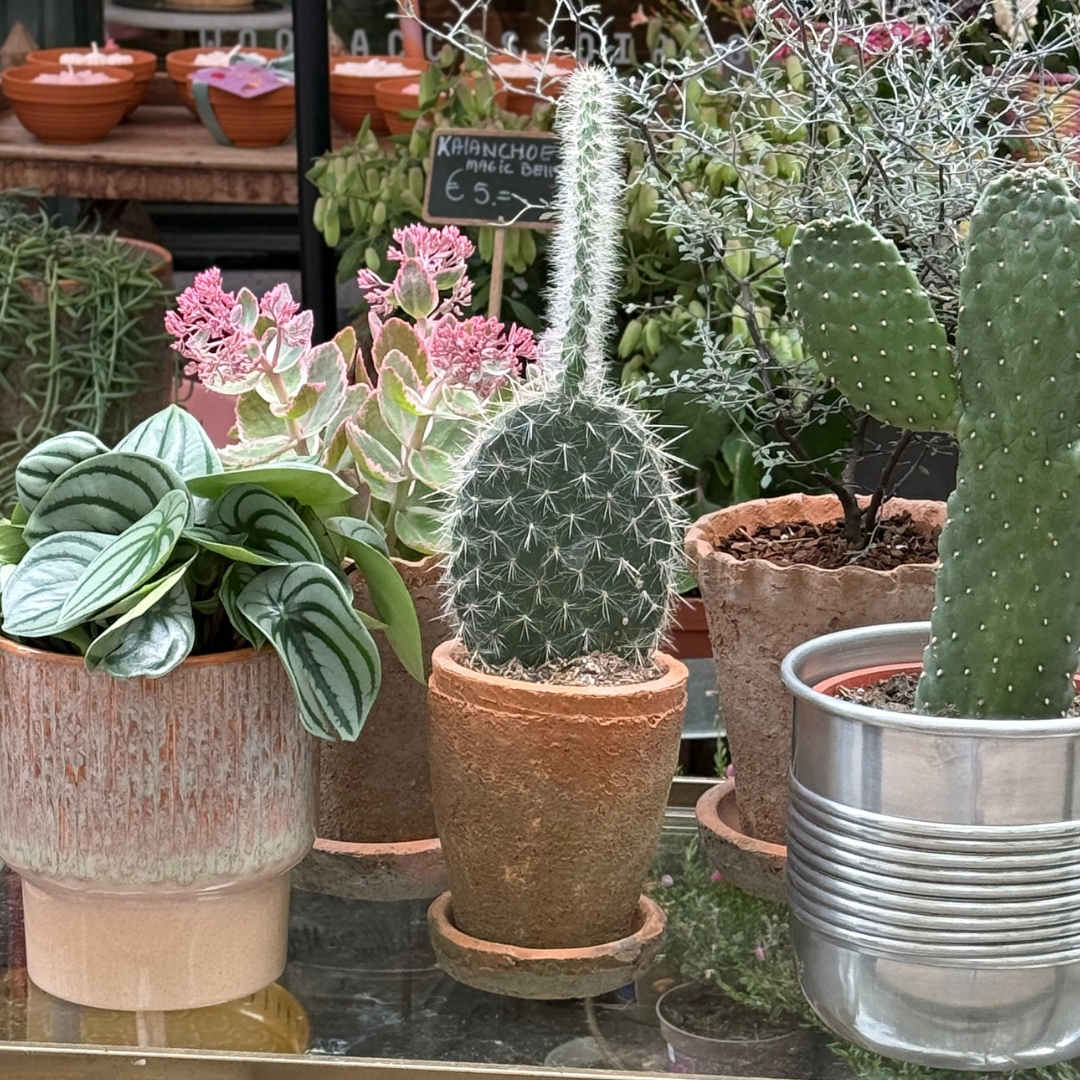 Pot - Ibiza - terracotta