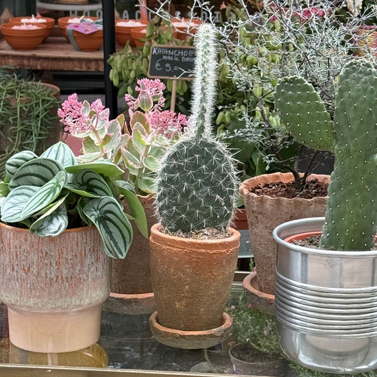 Pot - Ibiza - terracotta