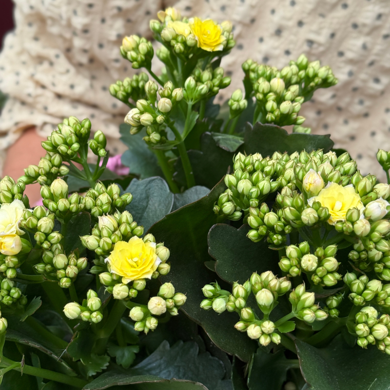 Kalanchoë - Mozaic