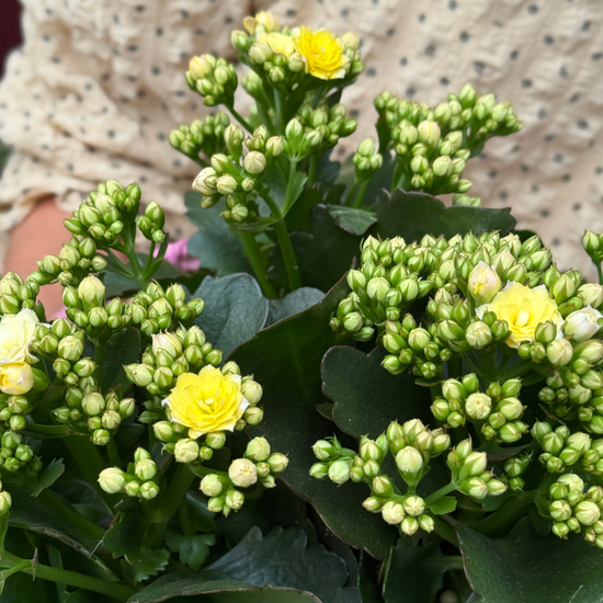 Kalanchoë - Mozaic
