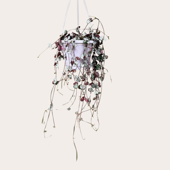 Ceropegia woodii hanger