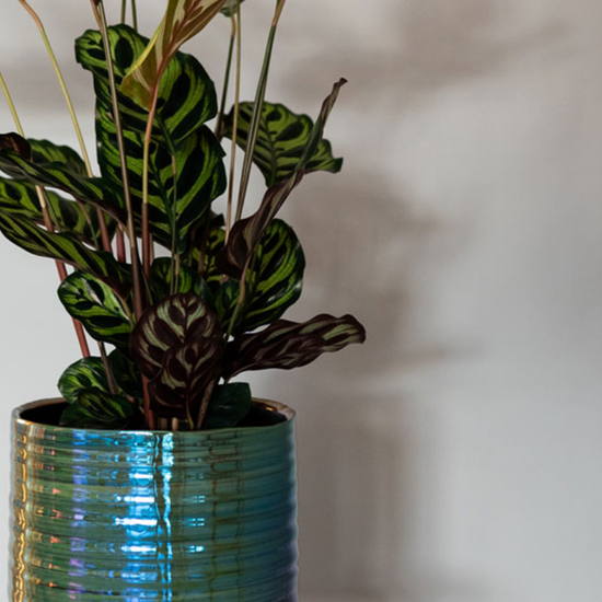 Pot Didi - parelmoer groen - XL
