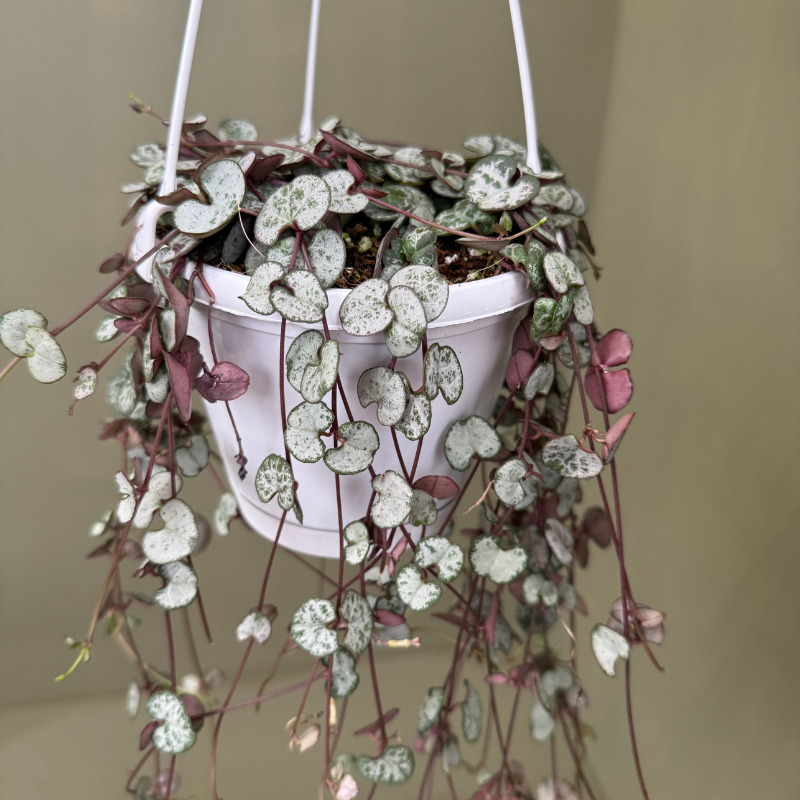 Ceropegia woodii hanger