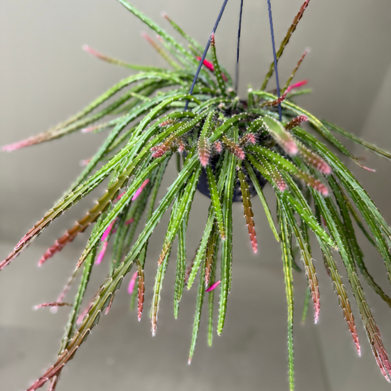 Aporocactus melanie