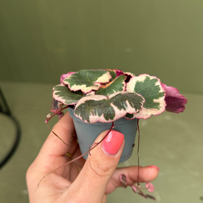 Saxifraga Tricolor