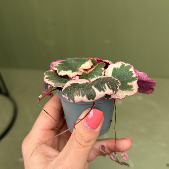 Saxifraga Tricolor