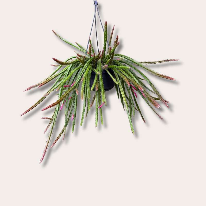 Aporocactus melanie