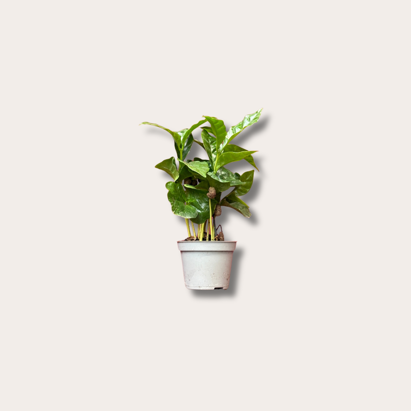 Coffea - arabica