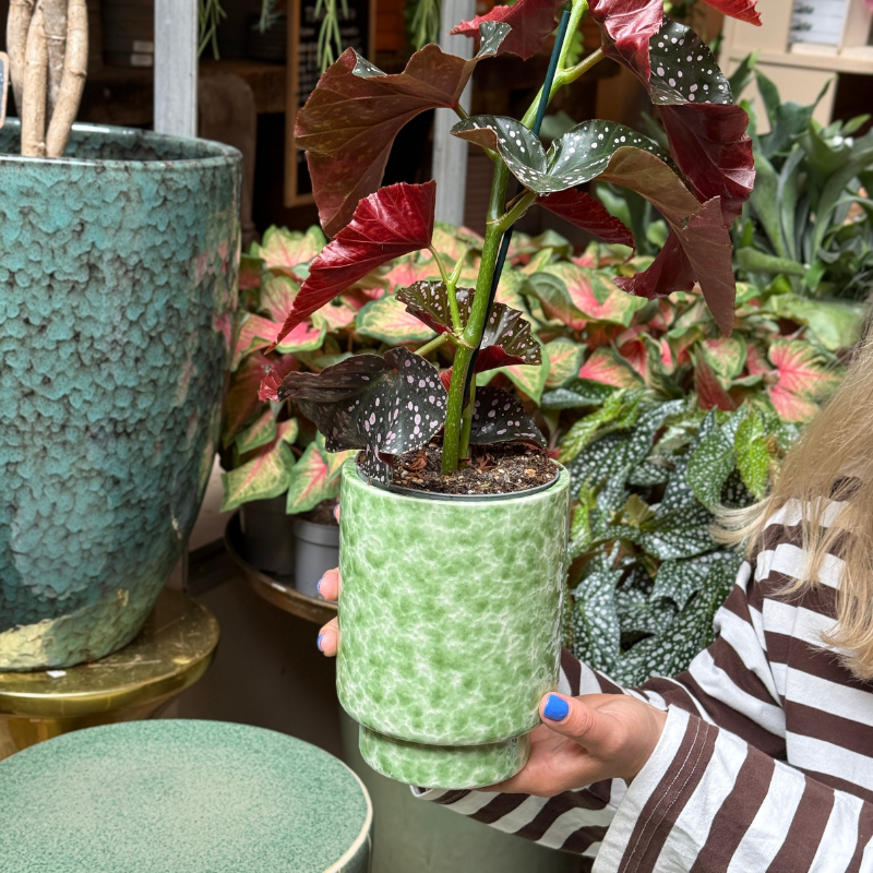 Pot - Bibi - Gevlekt - groen
