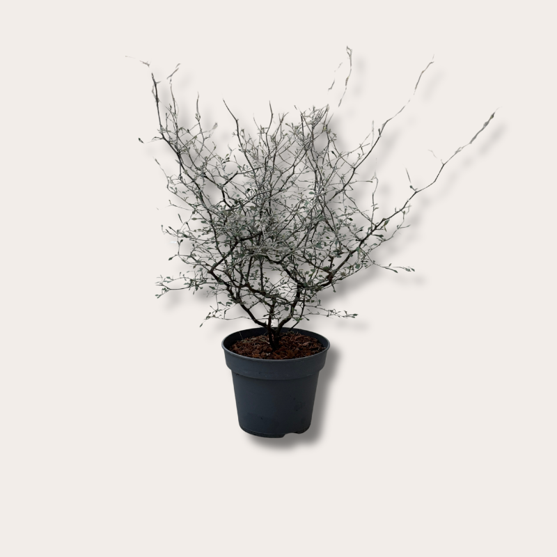 Corokia - cotoneaster