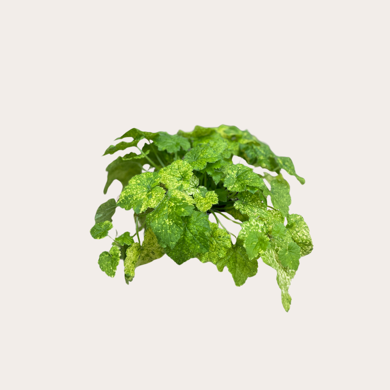 Tolmiea menziesii