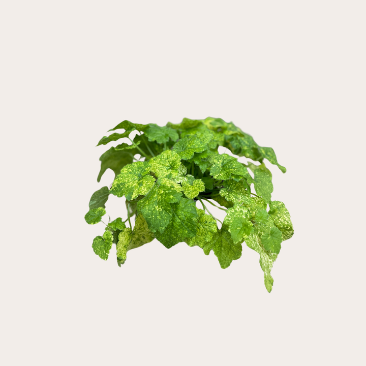 Tolmiea menziesii
