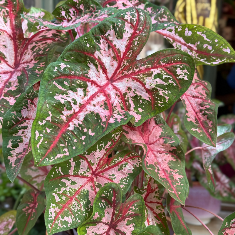 Jubileum aanbieding - Caladium Carolyn Whorton