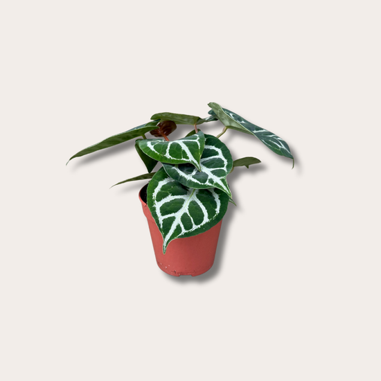 Anthurium silver blush